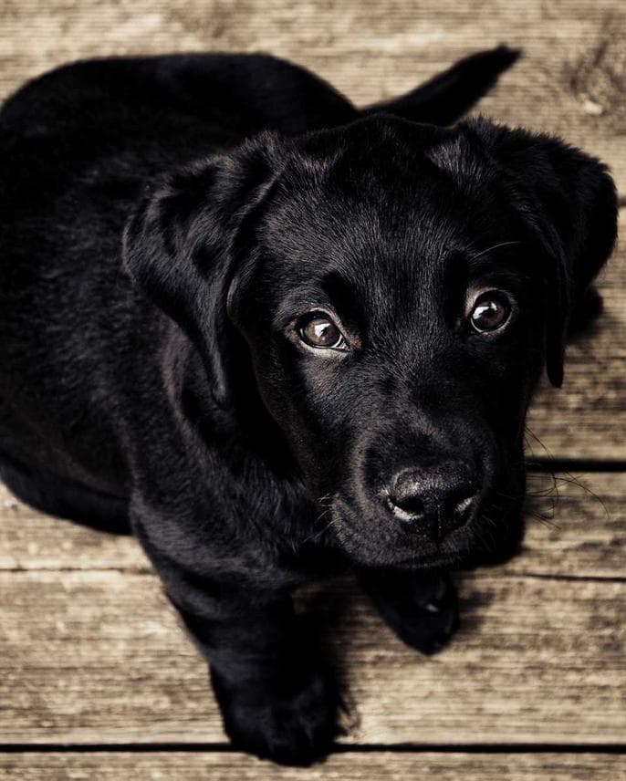 Лебединое озеро